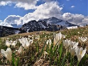 02 Distese di Crocus vernus (Zafferano maggiore) sui pratoni del Monte Campo con vista verso Corno Branchino, Corna Piana e  Pizzo Arera tra le nuvole 